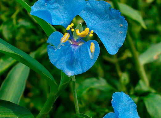 Herbicidas da soja: como realizar o combate às daninhas