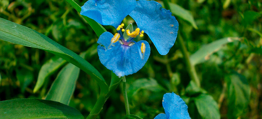Herbicidas da soja: como realizar o combate às daninhas