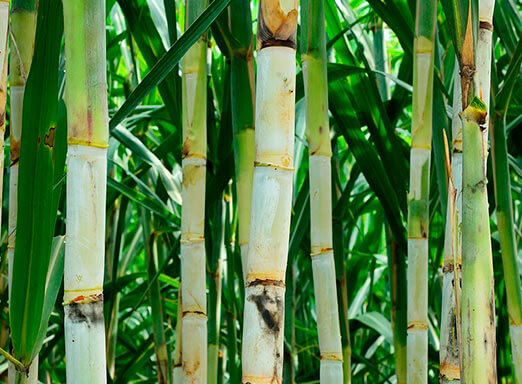 Herbicidas no manejo de daninhas: como escolher o ideal?