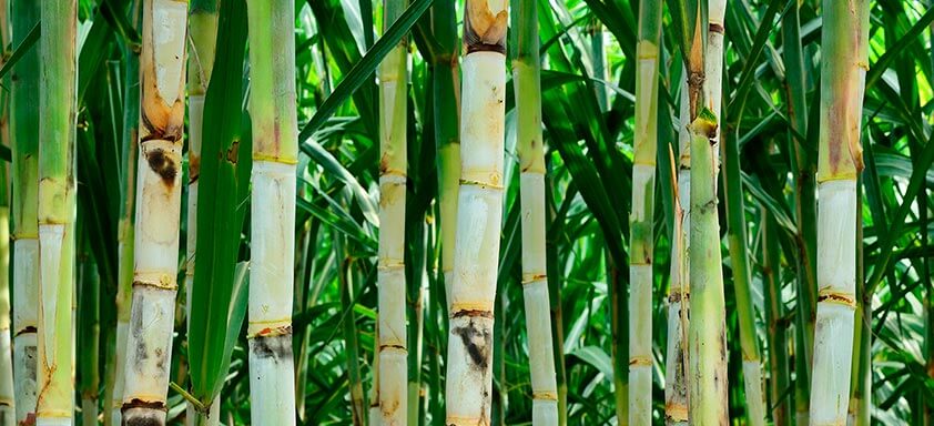 Herbicidas no manejo de daninhas: como escolher o ideal?