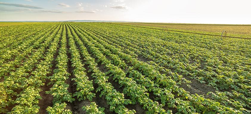 Hortifrúti: 9 pragas que podem acabar com sua produtividade