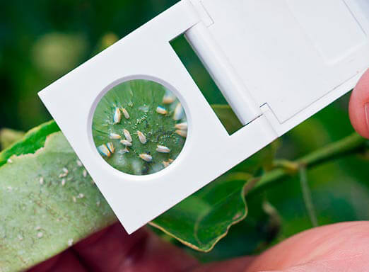 Hortifrúti: controle superior de pragas na lavoura