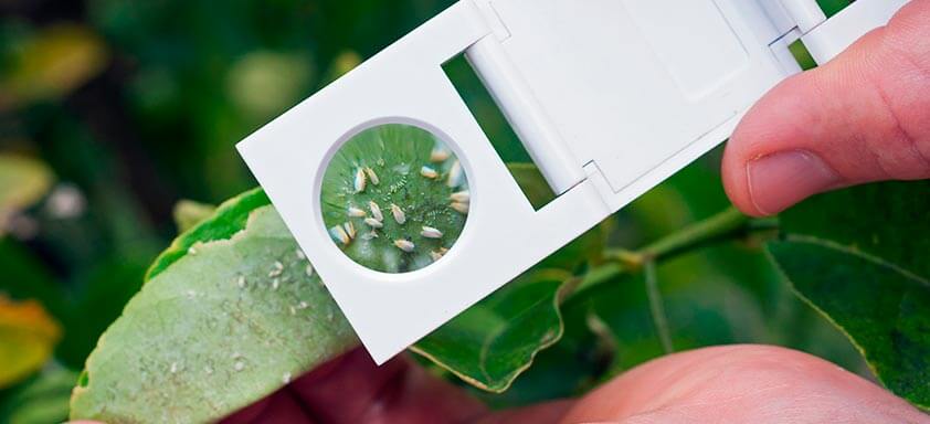 Hortifrúti: controle superior de pragas na lavoura