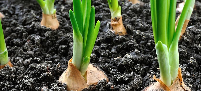 Hortifrúti: não deixe as doenças acabarem com a produtividade