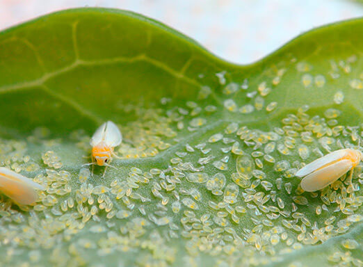 Inseticida foliar: eficácia no controle das pragas do hortifrúti