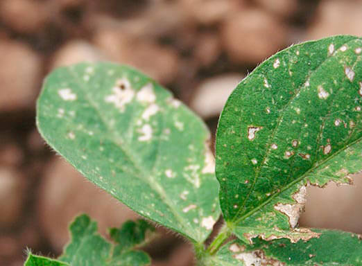 Inseticida proporciona controle único no combate às pragas