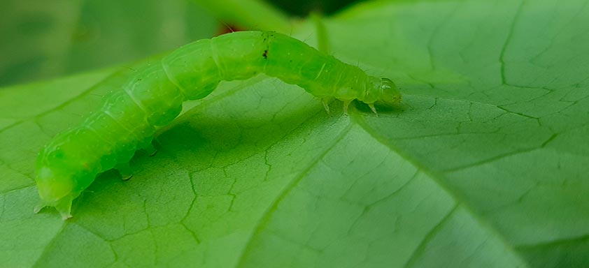 Lagartas da soja: atenção para o alto risco de ataques 