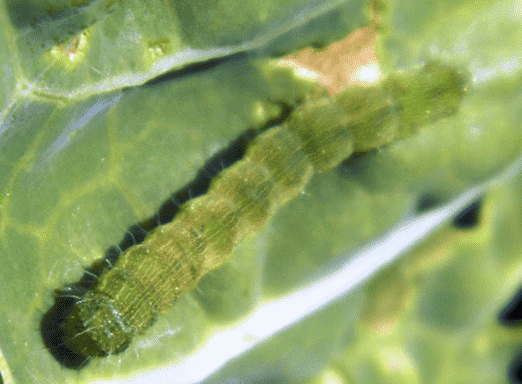 Lagartas da soja: guia de boas práticas para o controle