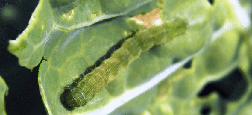 Lagartas da soja: guia de boas práticas para o controle