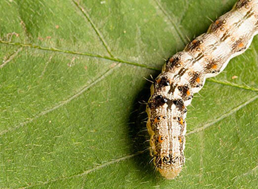 Lagartas da soja: por que a resistência é um problema crítico