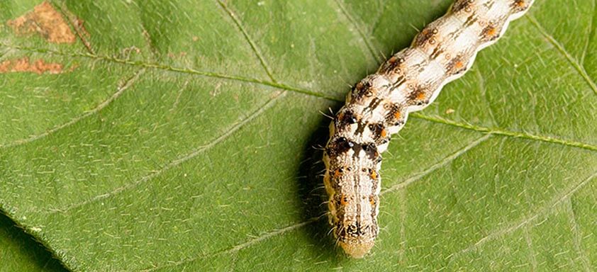 Lagartas da soja: por que a resistência é um problema crítico