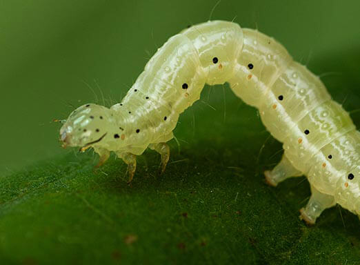 Lagartas da soja: você sabe como identificá-las na lavoura?