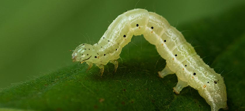 Lagartas da soja: você sabe como identificá-las na lavoura?