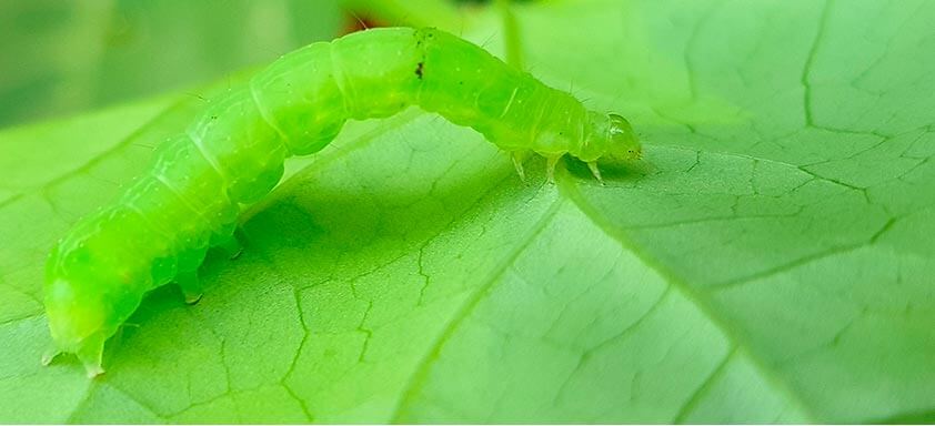 Lagartas de difícil controle: acabe com elas de uma vez