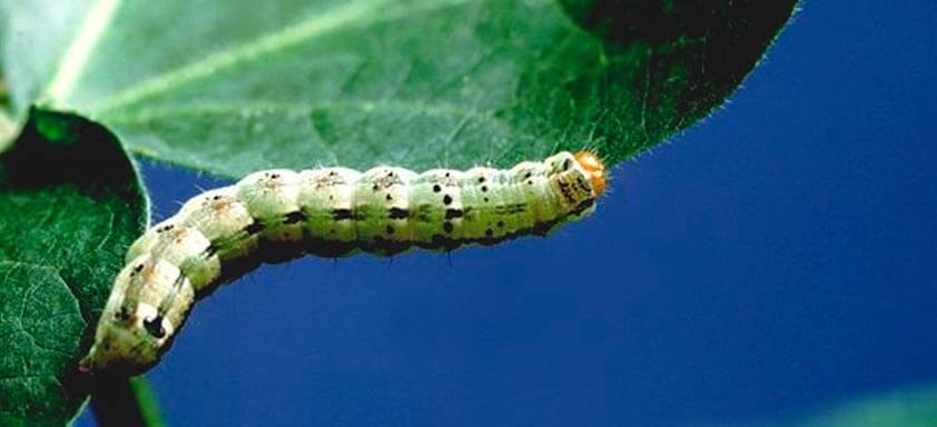 Lagartas do algodão: controle implacável e lavoura protegida