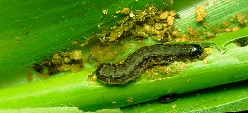 Lagartas do milho: como combatê-las de forma rápida 