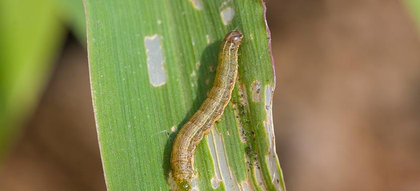 Lagartas do milho: como combatê-las sem gastar muito