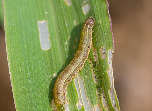 Lagartas do milho: como combatê-las sem gastar muito