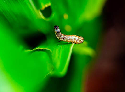Lagartas do milho: é hora de controlá-las