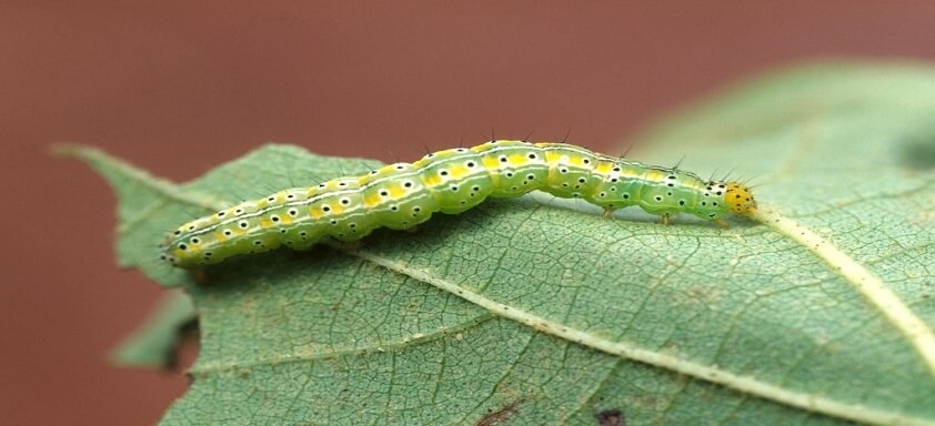 Lagartas no algodão: soluções implacáveis contra a praga