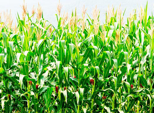 Manejo de daninhas: o controle no momento certo é essencial 