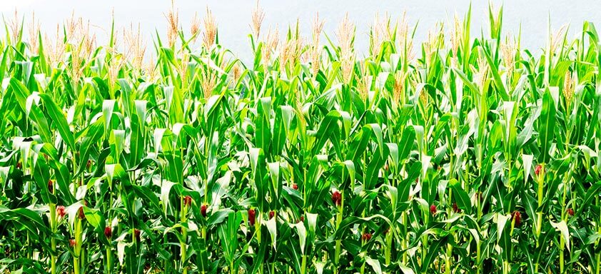 Manejo de daninhas: o controle no momento certo é essencial 