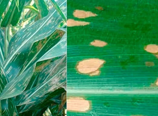 Milho: combate assertivo às principais doenças foliares