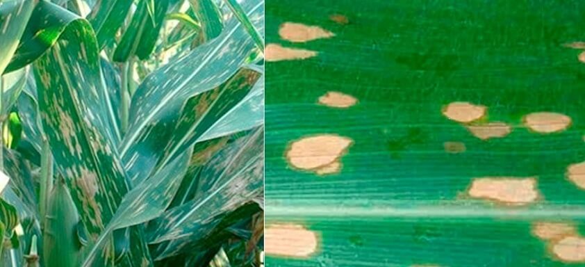 Milho: combate assertivo às principais doenças foliares