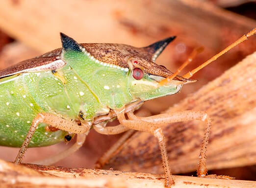 Milho: como eliminar os percevejos da lavoura