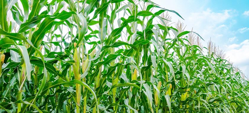 Milho: como proteger a safra e potencializar sua produtividade?