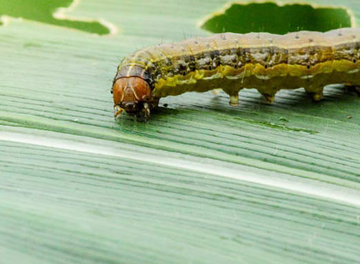 Milho: como ter resultados imediatos no controle das lagartas? 