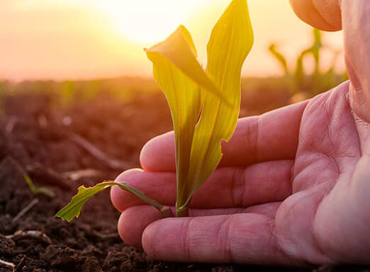 Milho: controle as doenças e aumente sua produtividade 