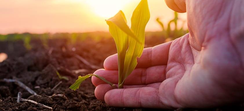 Milho: controle as doenças e aumente sua produtividade 