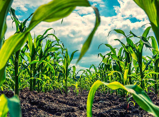 Milho: dê adeus às plantas daninhas em sua lavoura