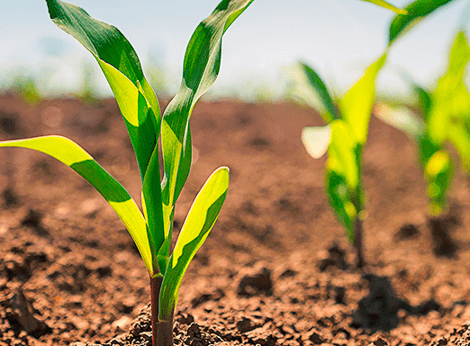 Milho safrinha: Brasil deve ter bons resultados em 2020