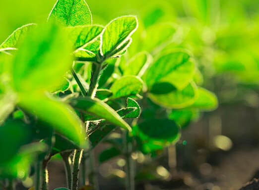 Multipotência no controle de doenças da soja