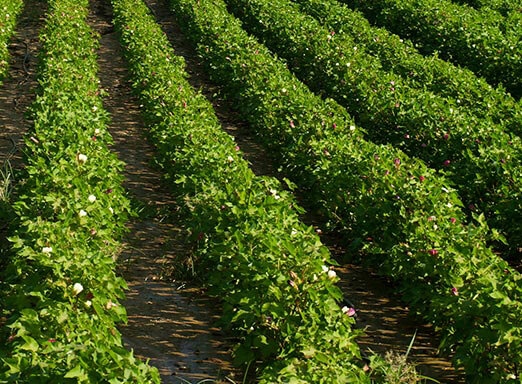 Multipragas: manejo eficaz contra as ameaças do algodão