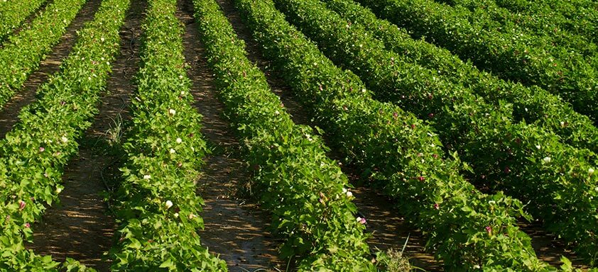 Multipragas: manejo eficaz contra as ameaças do algodão