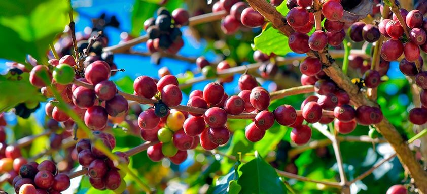 Bicho-mineiro e pragas do café: como ser preciso no controle 