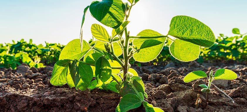 Estande desuniforme é sinônimo de baixa produtividade
