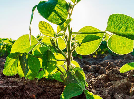 Estande desuniforme é sinônimo de baixa produtividade