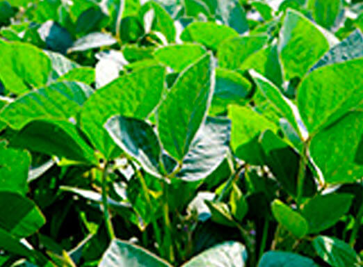 Novo patamar no controle de pragas da soja