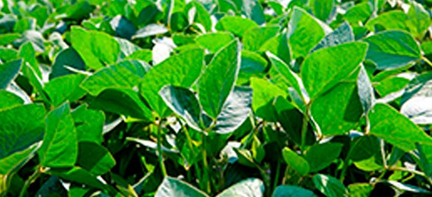 Novo patamar no controle de pragas da soja