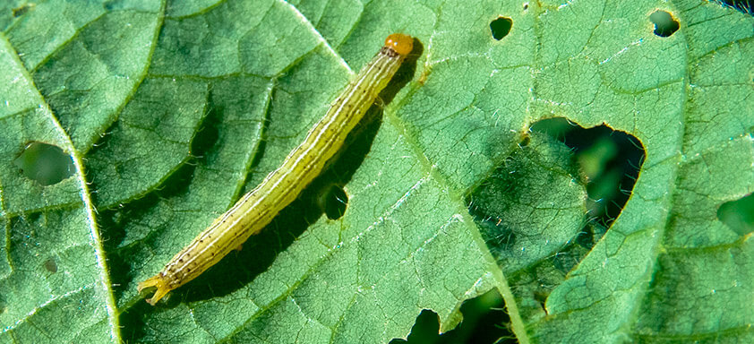 O que você precisa saber para controlar as lagartas da soja