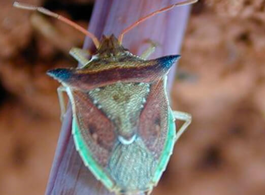 Percevejo-barriga-verde: como eliminá-lo no cultivo do milho