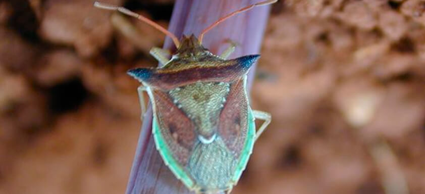 Percevejo-barriga-verde: como eliminá-lo no cultivo do milho