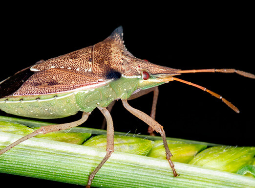 Percevejo do milho: a importância da tecnologia no combate 