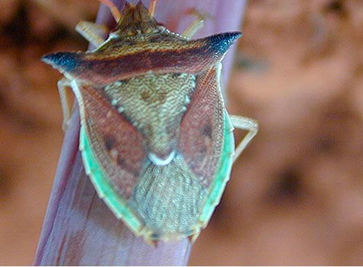 Percevejos do milho: controle superior e melhores resultados