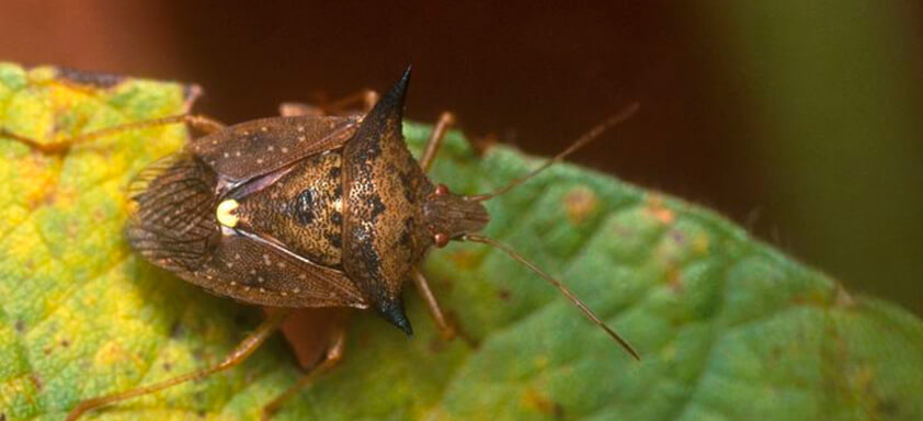 Percevejo-marrom pode ser um pesadelo para a lavoura