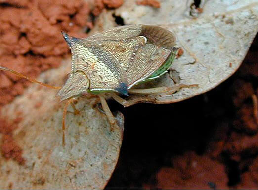 Percevejos no milho: como evitá-los?